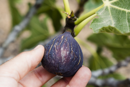 closeup of a young caucasian man picking a ripe fig from the treeの写真素材