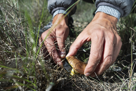 Closeup of a young Caucasian man picking a yellow knight mushroomの写真素材