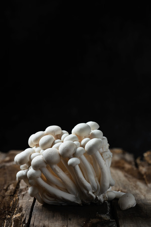 Closeup of a bunch of raw japanese bunapi-shimeji mushroomsの写真素材