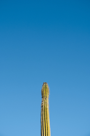 The tip of a cactus against the blue sky with a blank space on topの写真素材