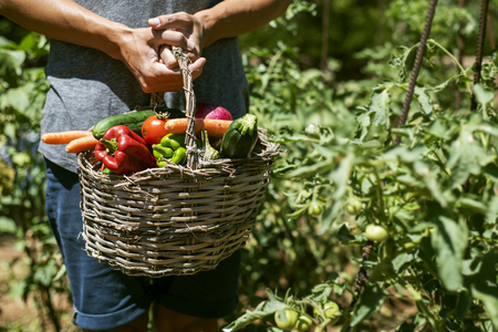 closeup of a young caucasian man with a rustic basket full of vegetables freshly collected in an organic orchardの写真素材