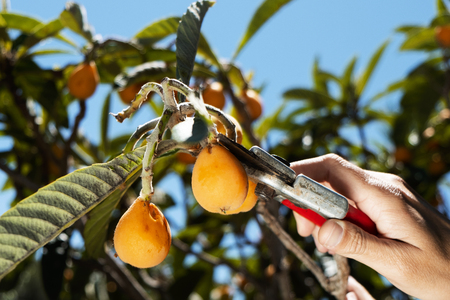 closeup of a young caucasian man collecting a loquat from a loquat tree using a pair of pruning shearsの写真素材