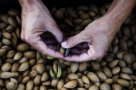 closeup of a young caucasian man removing the outer hull of a pile of almonds freshly collected during the harvesting in an almond orchard in Catalonia, Spainの写真素材