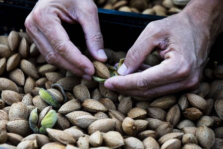 closeup of a young caucasian man removing the outer hull of a pile of almonds freshly collected during the harvesting in an almond orchard in Catalonia, Spainの写真素材