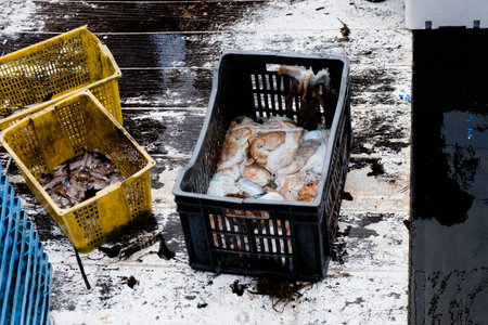 closeup of some freshly fished squids and octopuses in different plastic crates on board of a...