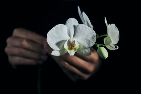 closeup of a man holding the beautiful white flowers of a Phalaenopsis aphrodite orchid against a...