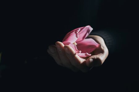 Closeup of a man with a beautiful pink tulip in his hand against a blackの写真素材