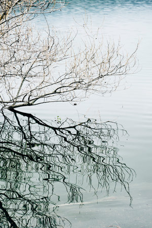 the top section of a tree emerging from the water in a pond, lake, river or reservoir, in a winter...