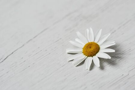 closeup of a daisy flower on a white wooden surface, with some blank space on the leftの写真素材