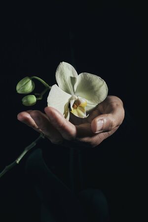 Closeup of a man holding the beautiful yellowish flowers of a phalaenopsis aphrodite orchid against a blackの写真素材