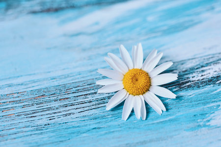 A daisy flower on a rustic blue wooden surface with some blank space on the leftの写真素材