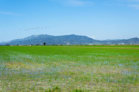 a view over a flooded paddy field in the Ebro Delta in Deltebre, Catalonia, Spainの写真素材