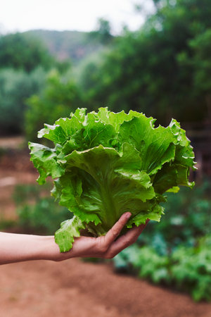 closeup of a young caucasian man holding in his hand a butterhead lettuce, freshly collected in an...