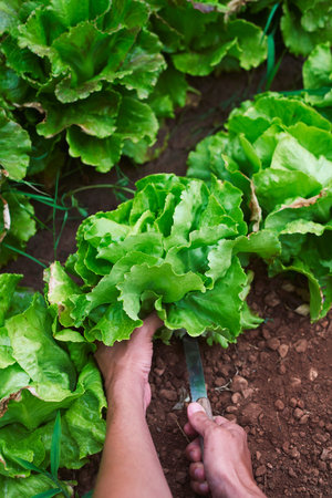 closeup of a young caucasian man collecting a butterhead lettuce in an organic orchard