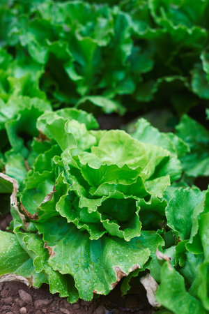 closeup of some butterhead lettuces growing in an organic orchard