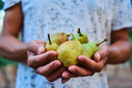 closeup of a young caucasian man outdoors with a handful of ripe pears in his hands, freshly...