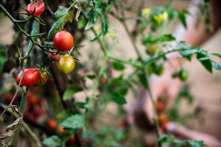 closeup of some ripe cherry tomatoes hanging on the plant in an organic orchard and a young caucasian man collecting them in the backgroundの写真素材
