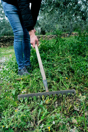 a young caucasian man removes the freshly cut grass of a farmland with a hand-rake