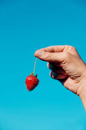closeup of a young man holding a freshly collected strawberry against the blue skyの写真素材