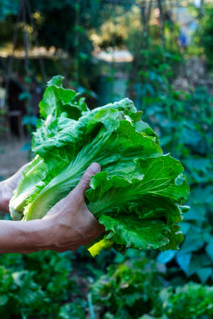closeup of a young man holding some freshly collected romaine lettuces in his hands in a plantationの写真素材