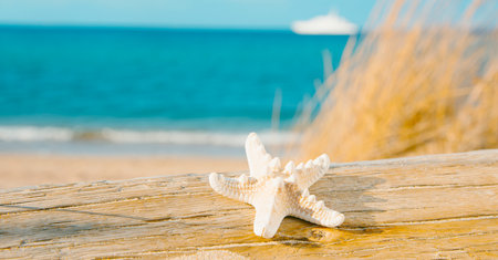closeup of a starfish on an old washed-out tree trunk on the beach, with the sea and a ship in the background, in a panoramic format to use as web banner or headerの写真素材
