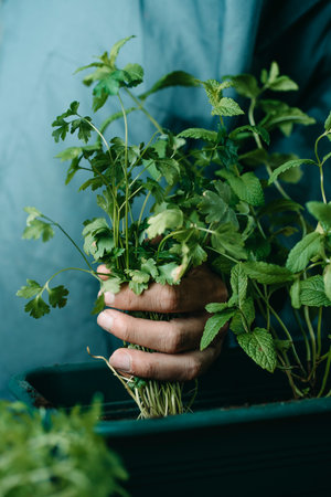 closeup of a man, wearing a gray working coat, planting some aromatic herbs such as parsley, mint and basil in a green plastic window flower boxの写真素材