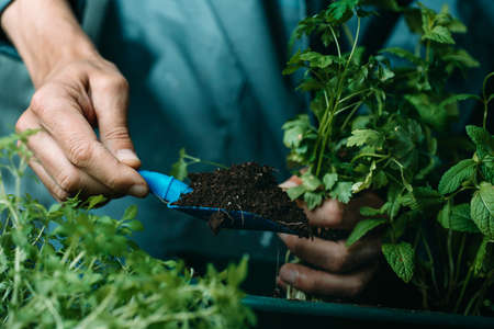 closeup of a caucasian man, in a gray work coat, adding some soil with a blue plastic shovel to a green plastic window flower box, while is planting some aromatic herbs in itの写真素材