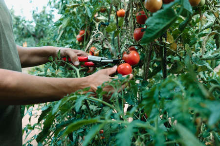 a young caucasian man collects ripe tomatoes with a pair of pruning shears in a plantationの写真素材