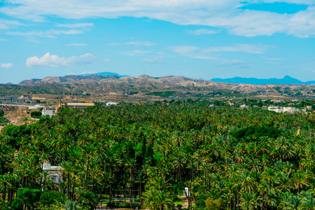 an aerial view over the famous Palmeral de Elche, also known as Palm Grove of Elche, a public park...