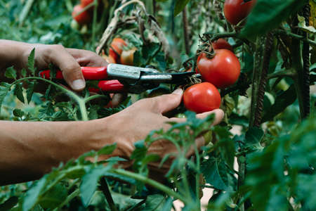 a young caucasian man collects some ripe tomatoes using a pair of pruning shears in a plantationの写真素材