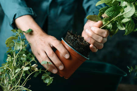 closeup of a young caucasian man, wearing a gray working coat, about to replant a mint plant in a green window box, so he is taking it out of its plastic flowerpotの写真素材