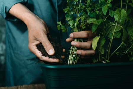 a young caucasian man, wearing a gray working coat, replants a parsley plant in a green window boxの写真素材