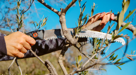 closeup of a man cutting a branch of an olive tree using a pruning saw in a plantation in Spainの写真素材
