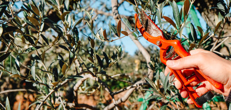 man pruning an olive tree using a pair of pruning shears, in an orchard in Spain, in a panoramic...
