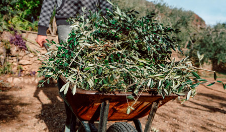 a man pushes a wheelbarrow full of olive branches after the pruning, in an orchard in Catalonia, Spainの写真素材