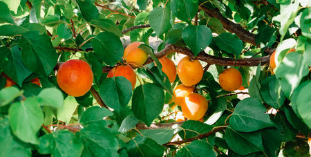 closeup of some ripe apricots on an apricot tree, in an orchard in Catalonia, Spain, in a panoramic...