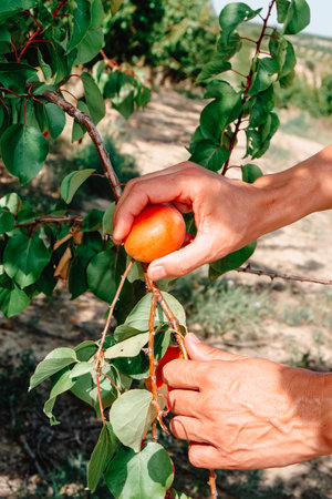 a man collects a ripe apricot from the branch of a tree, in an orchard in Catalonia, Spainの写真素材