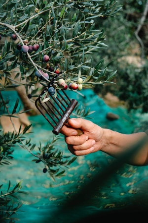 a man is harvesting some ripe arbequina olives from the branches of an olive tree in an olive grove in Catalonia, Spainの写真素材