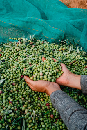 a man grabs a bunch of arbequina olives freshly collected during the harvesting in an olive grove in Catalonia, Spainの写真素材