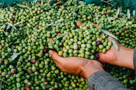 closeup of a man grabbing a bunch of arbequina olives freshly collected during the harvesting in an olive grove in Catalonia, Spainの写真素材