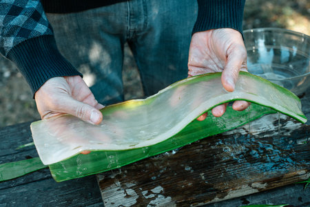 man has the inner gel from a leaf of aloe vera in his hands in an organic farmの写真素材