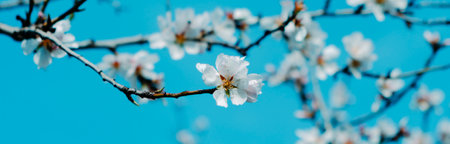 detail of a branch of an almond tree in full bloom, with beautiful white flowers, against the blue sky, in a panoramic format to use as web bannerの写真素材