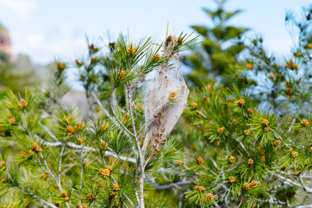 closeup of the branch of a pine tree with a pine processionary tent on a sunny winter dayの写真素材