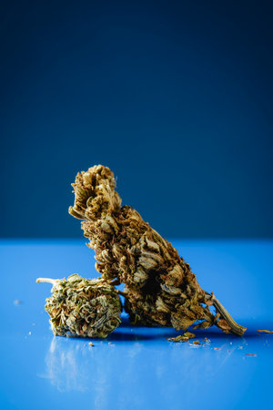 closeup of some cannabis buds on a blue surface, against a blue background with some blank space on topの写真素材