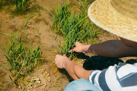 closeup of a man, wearing a straw hat, handling some rice seedlings in a waterlogged rice field in the Ebro Delta in Deltebre, Catalonia, Spainの写真素材