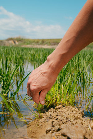 closeup of a man grabbing a rice plant in a waterlogged rice field in the Ebro Delta, in Catalonia, Spain, on a sunny spring dayの写真素材