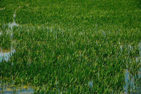 closeup of the rice seedlings planted in a waterlogged rice field in the Ebro Delta in Deltebre, Catalonia, Spainの写真素材