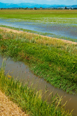 detail of a waterlogged rice field in the Ebro Delta in Deltebre, Catalonia, Spain, with some seedlings plantedの写真素材