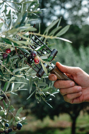 closeup of a caucasian man using a comb-like tool to harvest the arbequina olives from the branches of an olive tree in Catalonia, Spainの写真素材