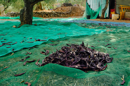 some green nets placed on the ground in a carob plantation in Catalonia, Spain, to collect the ripe carob beans after beating the branches of the carobsの写真素材